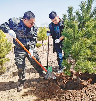 工作人员在沙地上种植樟子松。人民日报记者 刘洪超摄