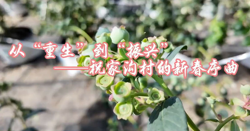 新华网丨从“重生”到“振兴”——祝家沟村的新春序曲