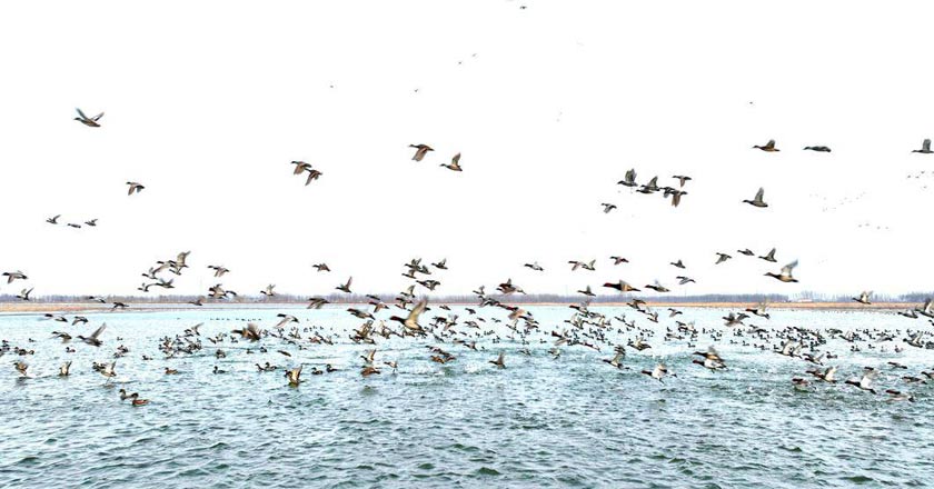 候鸟北归，沈阳珍珠湖鸟浪来袭！